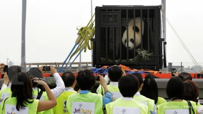 Singapura kedatangan VIP, Very Important Panda