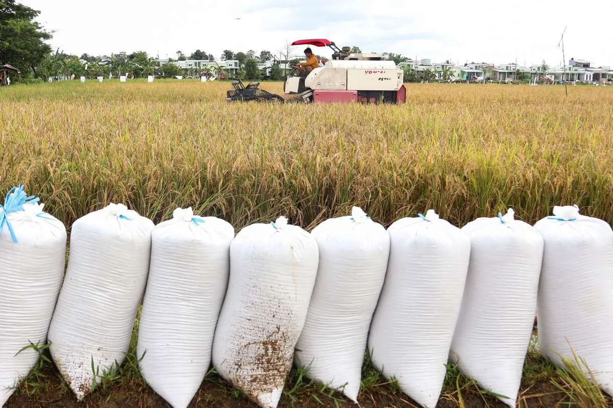 Pacu Produksi Beras, Kementan Targetkan Optimalisasi Lahan 500.000 Hektare Tahun Ini