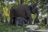 Viral Gajah Tertabrak Truk, Ini 6 Fakta Menarik Gajah yang Jarang Diketahui
