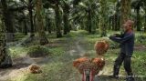 BEI Cabut Suspensi Saham Bakrie Sumatera Plantations (UNSP)