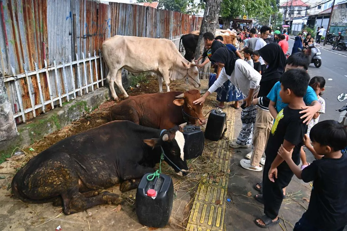 3 Hari Lagi Iduladha 2026, Ini Harga Hewan Kurban: Kambing, Domba & Sapi Di Jakarta