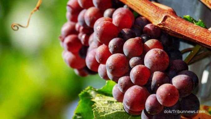 khasiat buah anggur