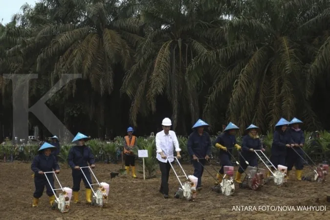 Jokowi kicks off oil palm tree replanting program