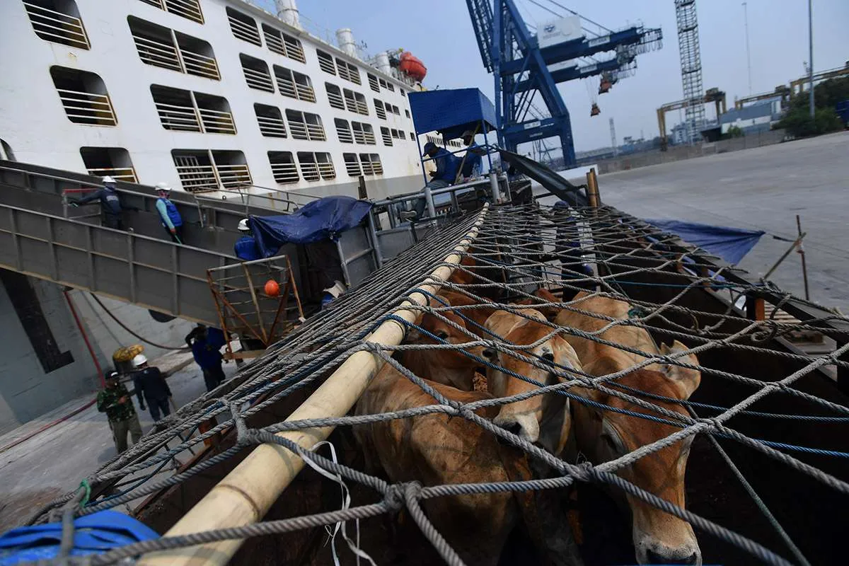 Produksi Masih Kurang, Peternak Dorong Impor Sapi Bakalan Ketimbang Daging Beku