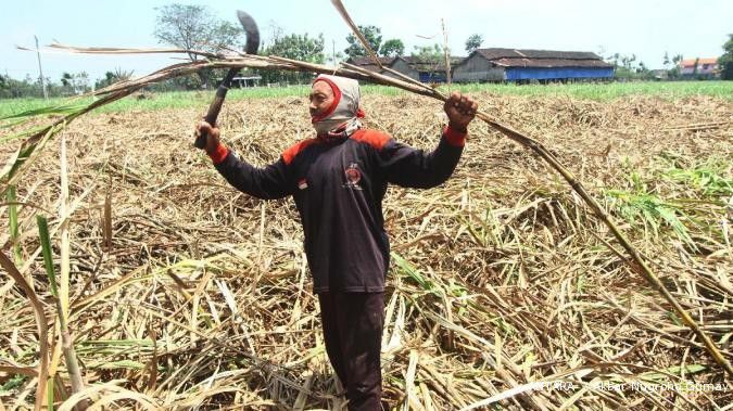 Indonesia serius bakal impor bibit tebu Kolombia