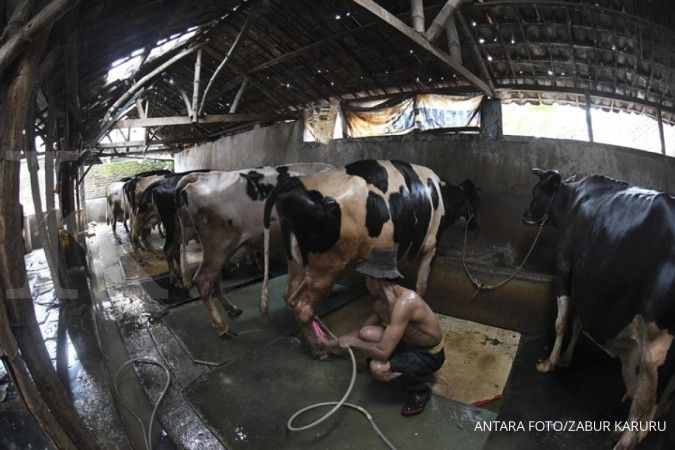 DPN perkirakan kenaikan produksi susu nasional tak signifikan