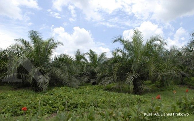 Kebun sawit diperluas lewat petani