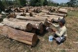 Kemenhut Pastikan Kayu Ekspor Indonesia Sudah Legal, Bebas Deforestasi