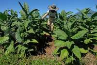 Simak poin-poin keberatan asosiasi petani tembakau Indonesia (APTI) terhadap FCTC