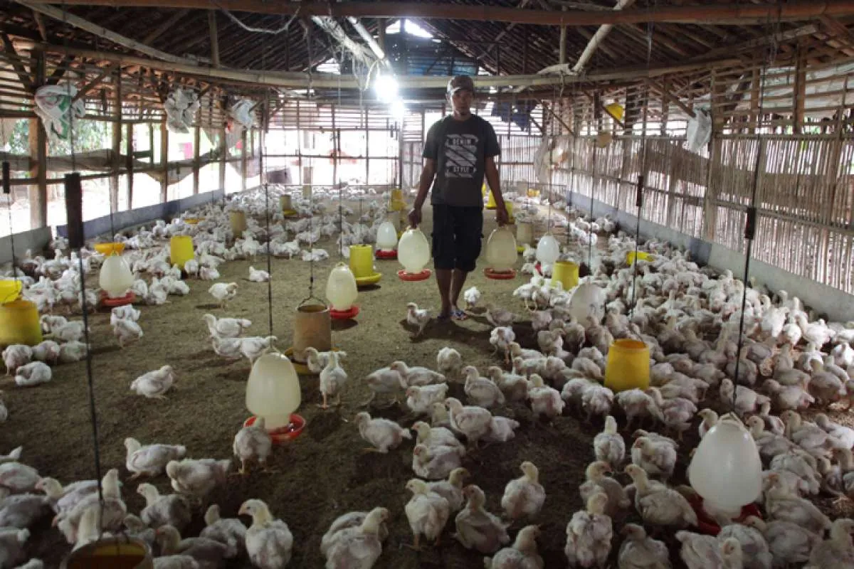 Ini upaya Kementan untuk menstabilkan harga ayam