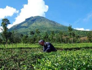 Kementan bakal berikan penyuluhan pada petani teh