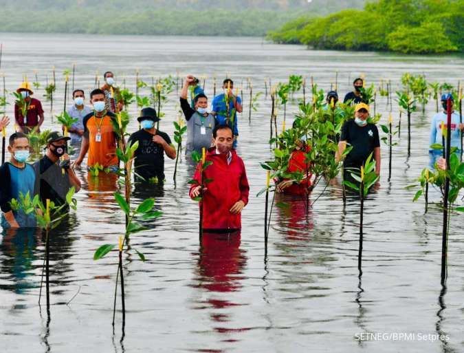 Pemerintah targetkan rehabilitasi mangrove seluas 630.000 hektare hingga 2024