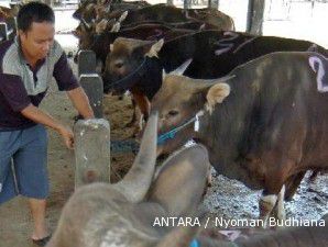 Induk sapi bali tidak boleh keluar dari Pulau Dewata (2)