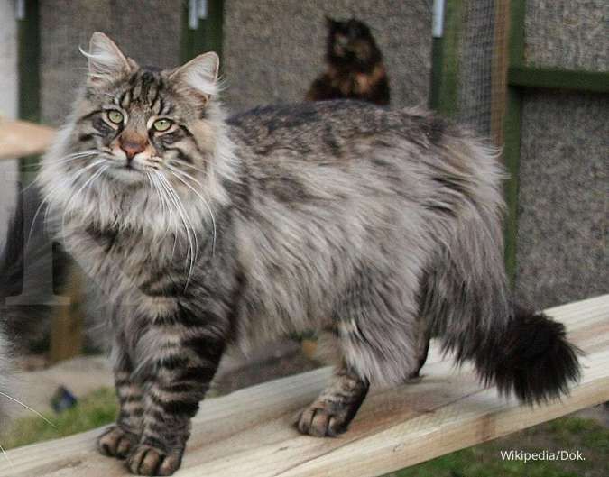 Jenis kucing berukuran besar ke-5 Norwegian Forest Cat