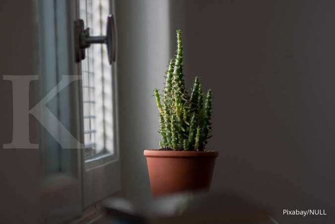 Jangan Asal Tanam, Pot Terlalu Besar Bisa Membuat Pertumbuhan Tanaman Tak Seimbang