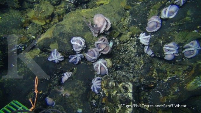 Kawanan induk gurita raksasa ditemukan mengerami telur di dasar lautan