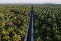 Revisi perpres BPDP, pemerintah targetkan replanting 500.000 hektare