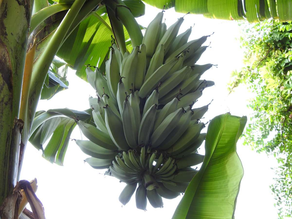 Sulitnya Berburu Blue Java Banana di Negeri Asal Pisang