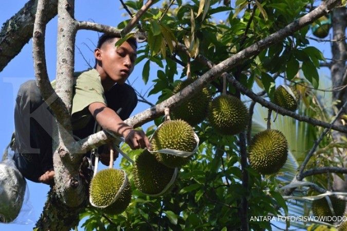 Melongok sentra durian Bukit Menoreh (1)