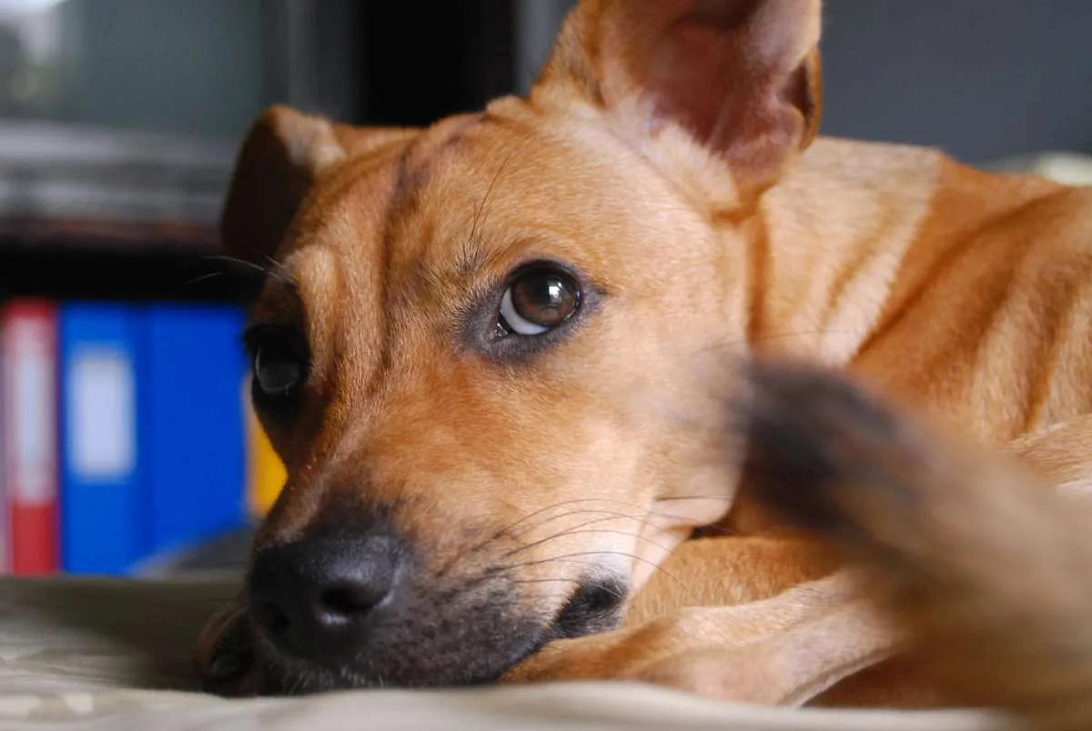 Ketahui 6 Alasan Anjing Suka Menggosokkan Wajahnya ke Permukaan Benda