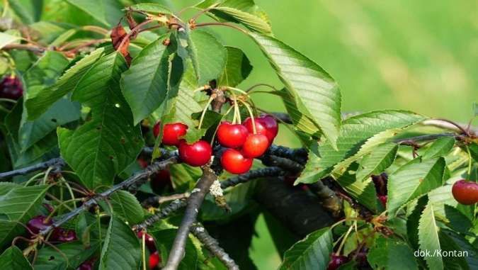 Seberapa Efektif Manfaat Daun Kersen untuk Diabetes? Cek Ulasannya di Sini