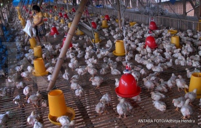 KPPU akan telusuri kartel perdagangan ayam