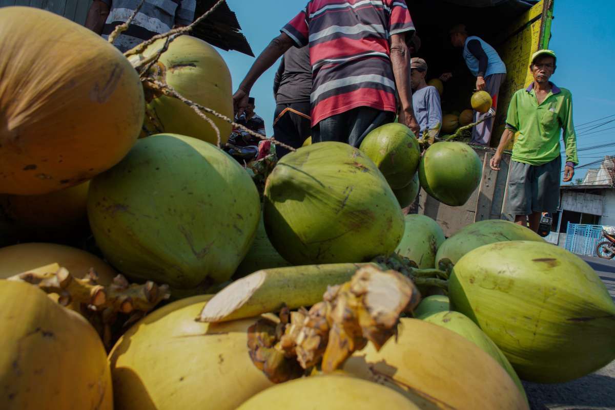 Petani Kelapa Minta Tarif Ekspor Tidak Lebih 5%