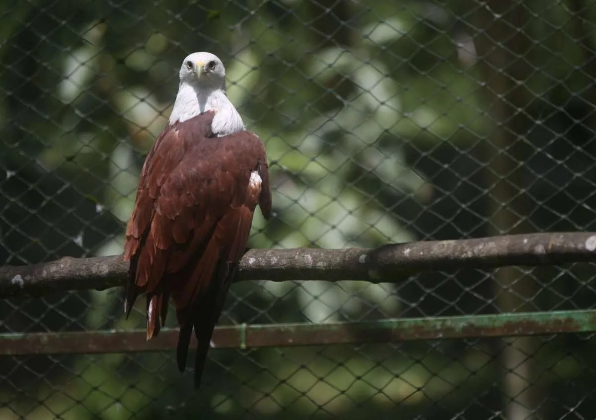 Tertinggi di Sektor Utilitas, Pertamina Geothermal (PGEO) Dorong Keberlanjutan Bisnis