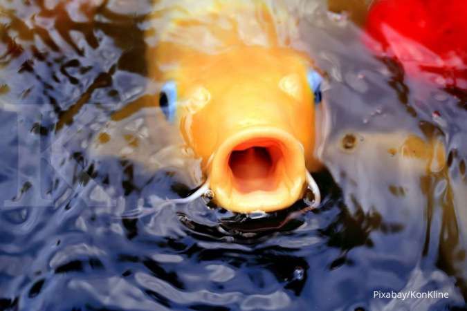 Ikan Hias Peliharaan Anda Tidak Mau Makan? Begini Caranya Mengatasinya