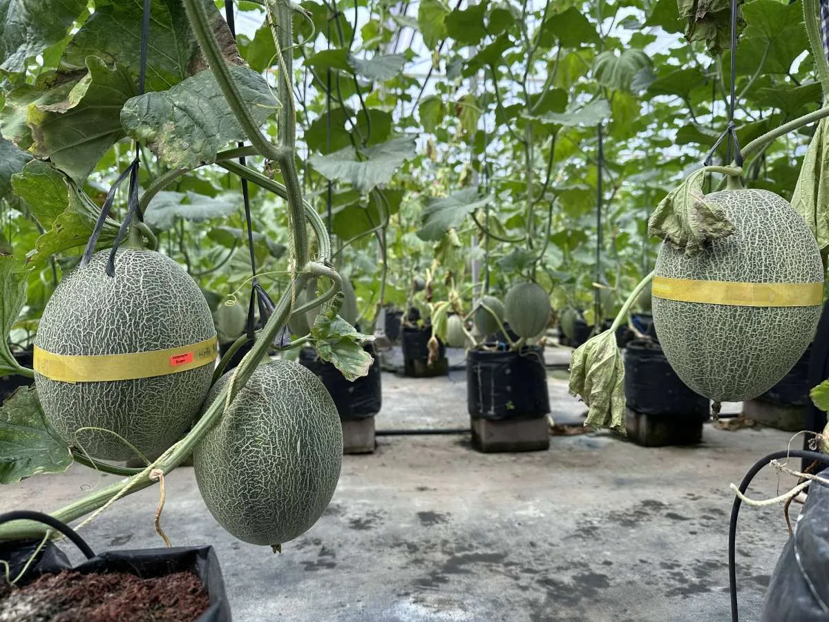 Menikmati Manisnya Panen Melon di Puspa Agraria, Wisata Pertanian Andalan Desa Bedali