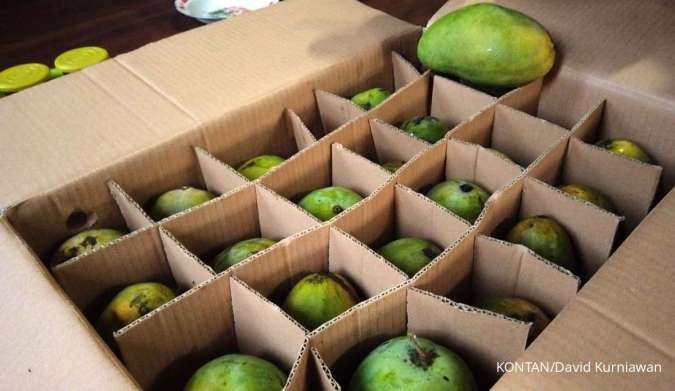 Kisah Mangga Muraji, Manisnya Terasa Sampai Singapura 