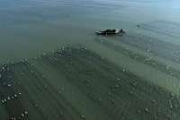 KKP Berencana Bangun Proyek Budidaya Rumput Laut di Wakatobi