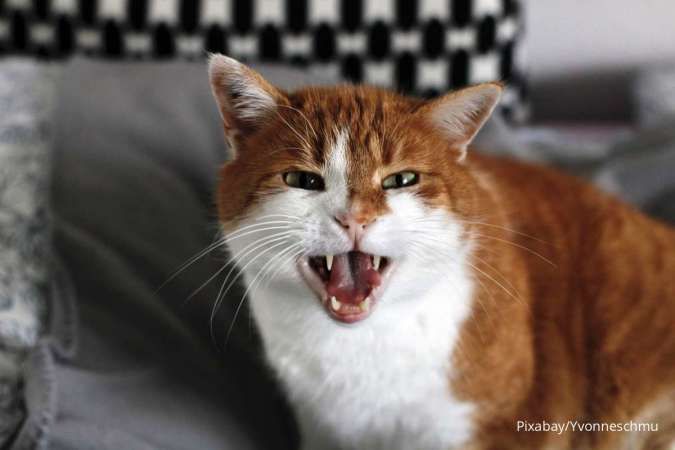 Coba 5 Cara Menjinakkan Kucing Galak dan Agresif