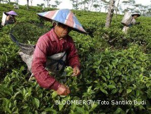 Produksi turun, harga teh mewangi