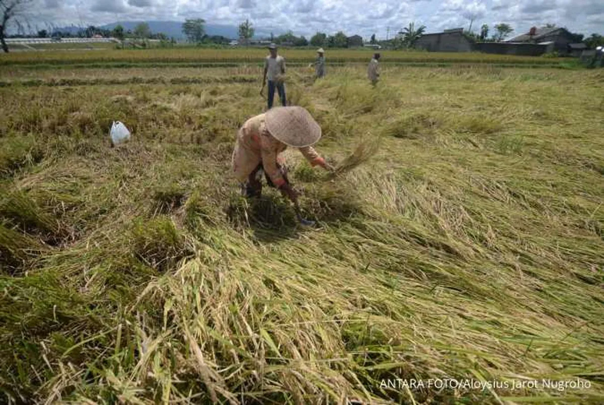 BPS Catat Nilai Tukar Petani Meningkat 0,22% Pada Maret 2025
