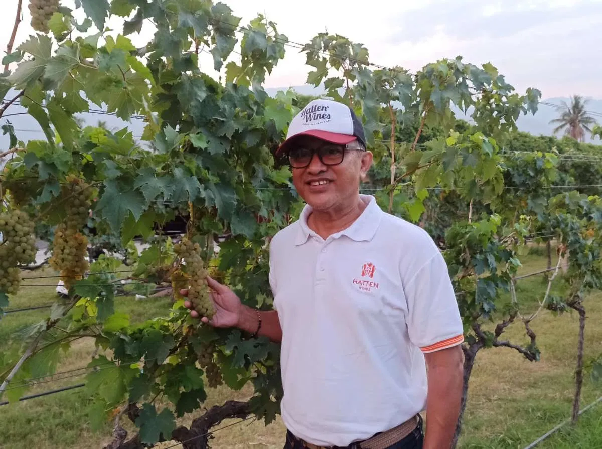 Agrowisata di Perkebunan Anggur Hatten Bali (WINE)