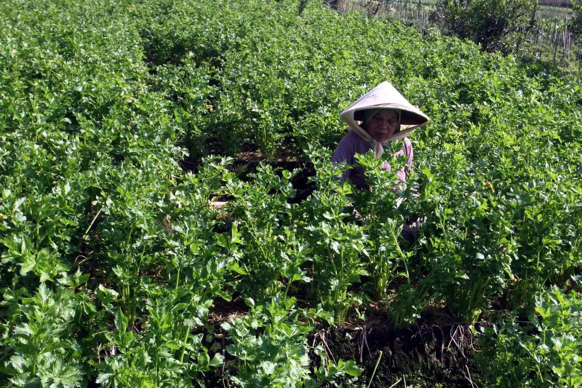 Kementan Genjot Ekonomi Karbon Pertanian, Bidik Dana Hijau Global