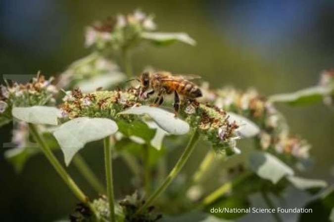Insektisida jadi racun mematikan untuk lebah madu