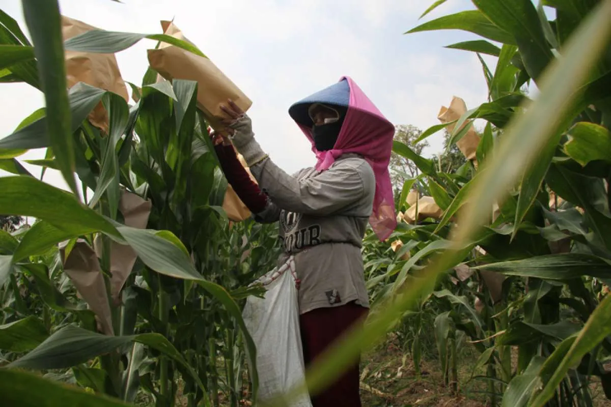 Produksi Jagung Diprediksi Masih Mengalami Penurunan di Awal 2024