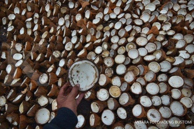 Walau harga kelapa sedang jatuh, tapi potensi ekspor masih tetap besar