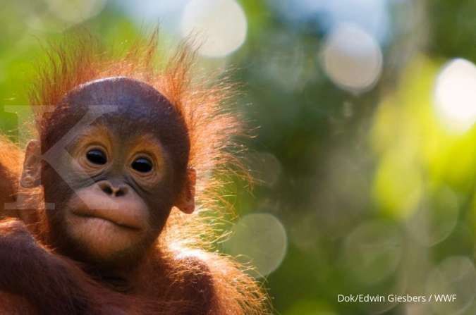 WWF-Indonesia Percayakan AWS Sebagai Penyedia Cloud untuk Mengakselerasi Program Penyelamatan Orangutan dari Kepunahan