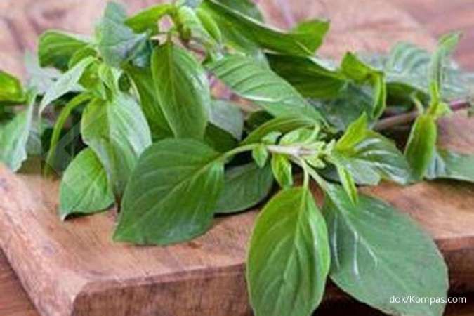 Makan daun kemangi bisa jadi cara menurunkan asam lambung.