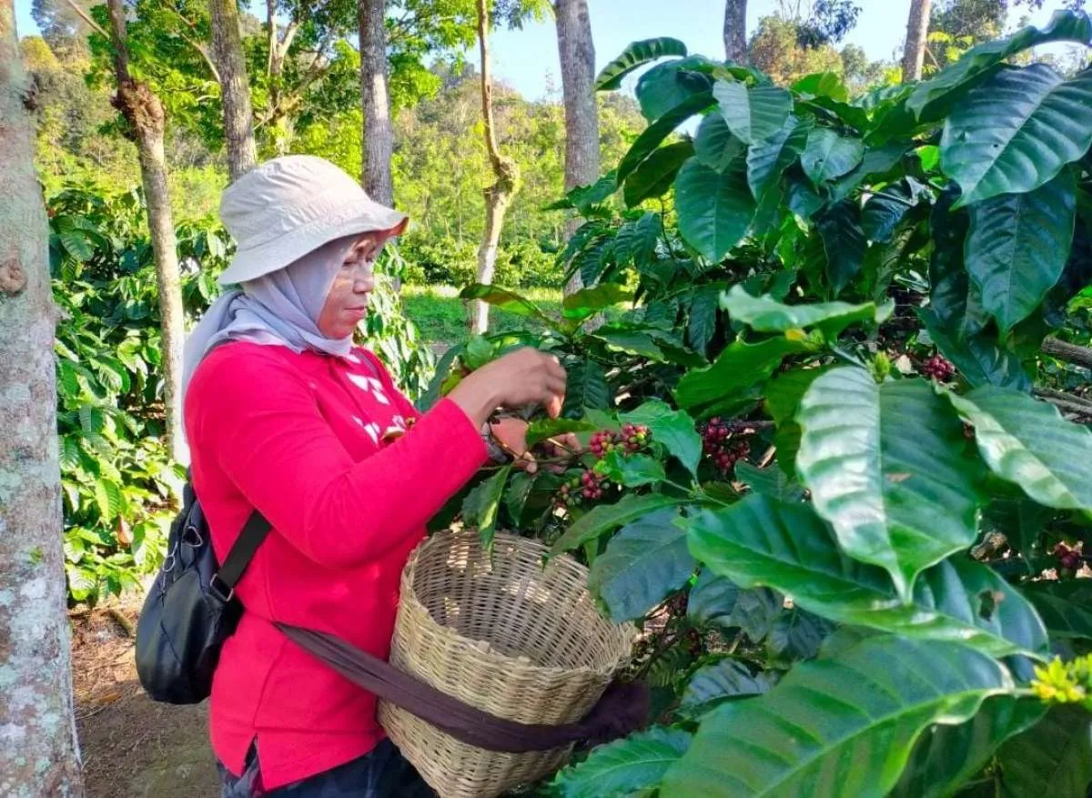  PTPN I Komitmen Bangun Ijen lewat Sinergi Masyarakat
