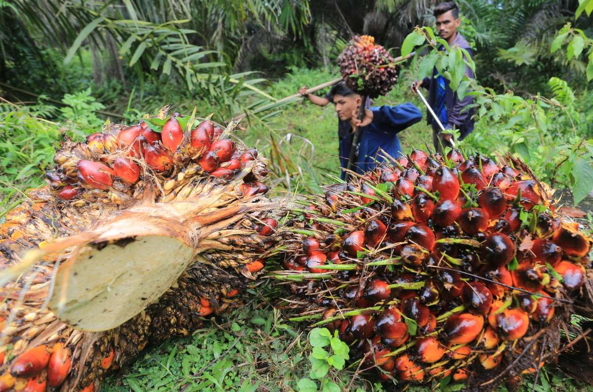 Permintaan Tinggi, Pasar Minyak Sawit Kian Licin