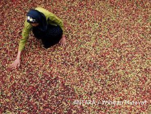 Produksi kopi nasional diperkirakan hanya 600.000 ton di tahun ini