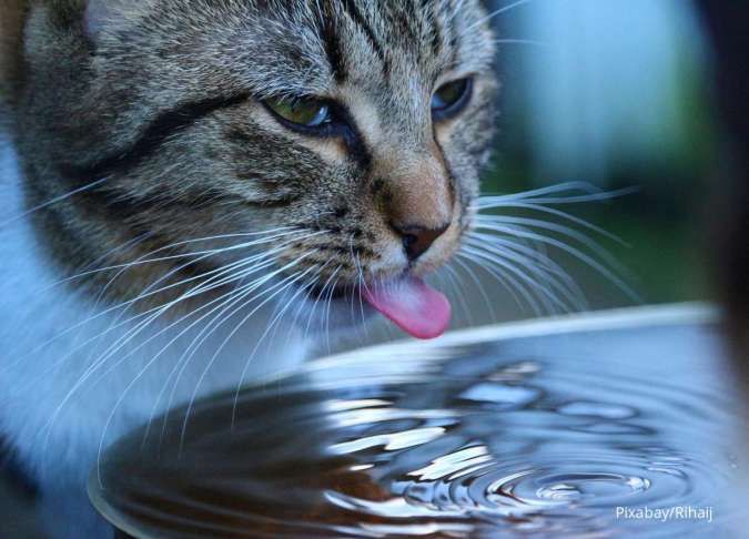 4 Cara agar Kucing Minum Lebih Banyak Air dengan Mudah dan Tanpa Paksaan