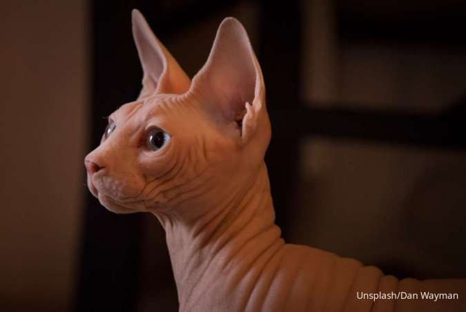 Unik dan Mahal, Ini Fakta Seputar Kucing Sphynx 