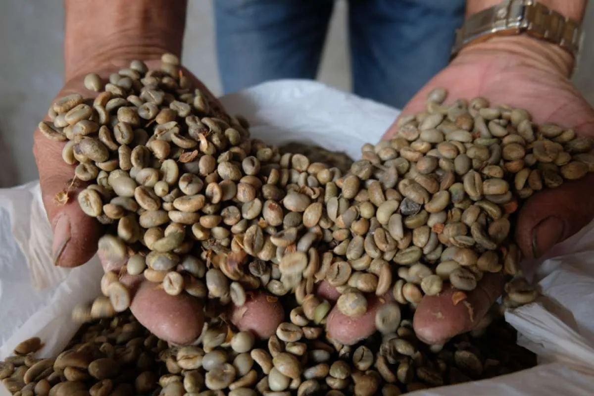 Impor Kopi di Indonesia Melonjak Imbas Penurunan Produksi Kopi di Dalam Negeri