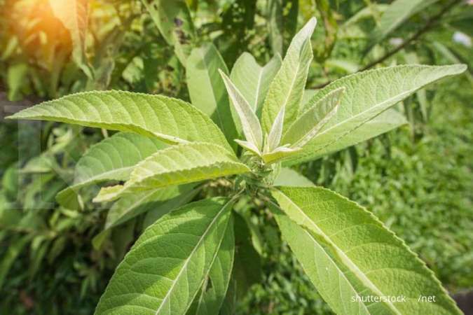 Kandungan Nutrisi dan Manfaat Daun Sembung untuk Kesehatan Tubuh