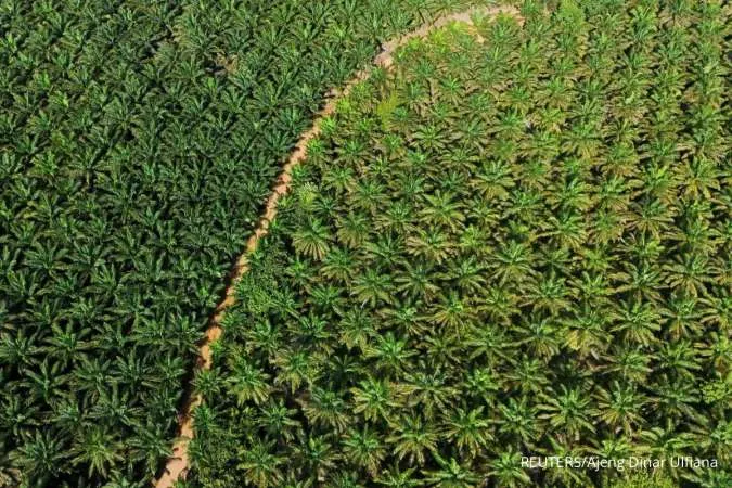 Indonesia Distributes $648 Million in Subsidies for Palm Oil Replanting Programme